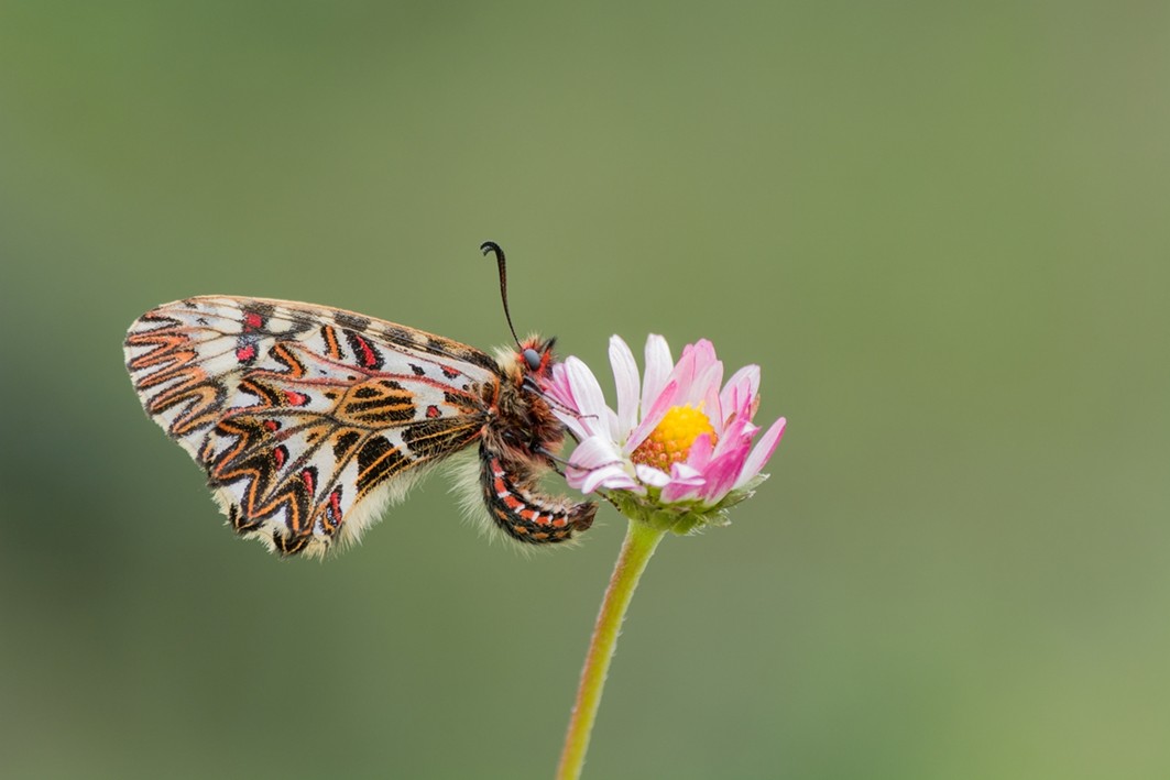 Una Zerynthia cassandra